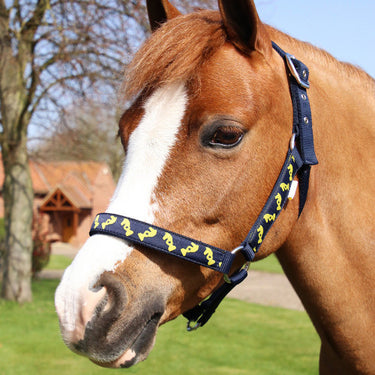 Buy Lancelot Head Collar & Lead Rope by Little Knight | Online for Equine