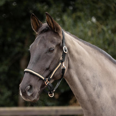 Hy Equestrian Rosciano Rose Gold Head Collar