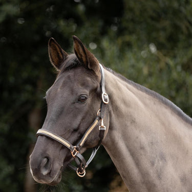 Hy Equestrian Rosciano Rose Gold Head Collar