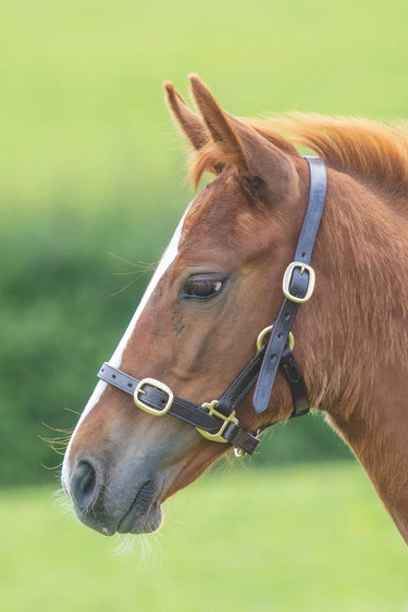 Buy Shires GARA Adjustable Leather Headcollar | Online for Equine