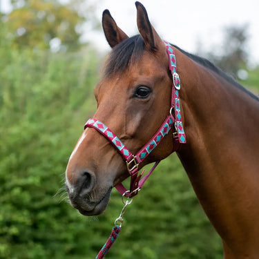 Hy Equestrian Woven Polo Head Collar and Lead Rope