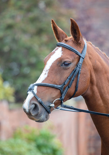 Shires Avignon Grackle Bridle