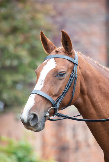 Shires Avignon Hunter Cavesson Bridle