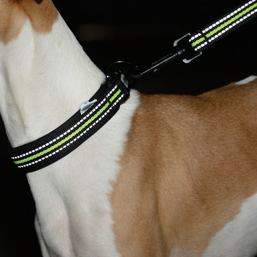 Buy Weatherbeeta Reflective Dog Collar | Online for Equine