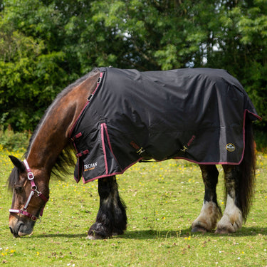 Buy Gallop Trojan Dual 50g Turnout Rug & Neck Set| Online for Equine