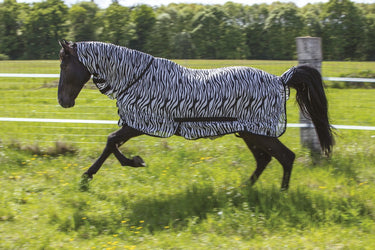 Buy Riding World Combo Zebra Print Mesh Fly Rug - Online for Equine