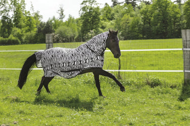 Buy Riding World Combo Zebra Print Mesh Fly Rug - Online for Equine