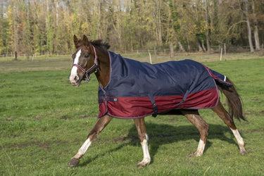 Buy Equi-Thème Tyrex 1200D 150G High Neck Turnout Rug - Navy/Burgundy| Online for Equine