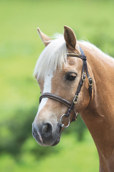 Shires Blenheim Clincher Inhand Bridle