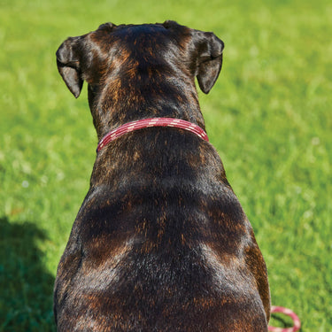 Buy Weatherbeeta Rope Leather Hunter Green/Brown Dog Collar | Online for Equine