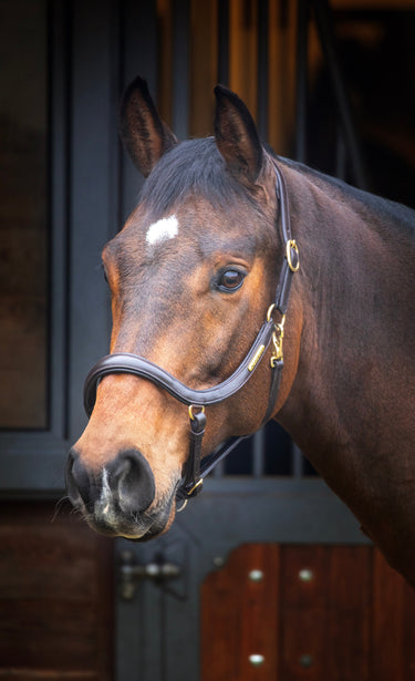 Buy Shires Velociti RAPIDA Curved Leather Headcollar | Online for Equine