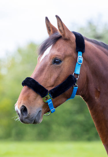 Buy Shires Fleece Lined Headcollar | Online for Equine