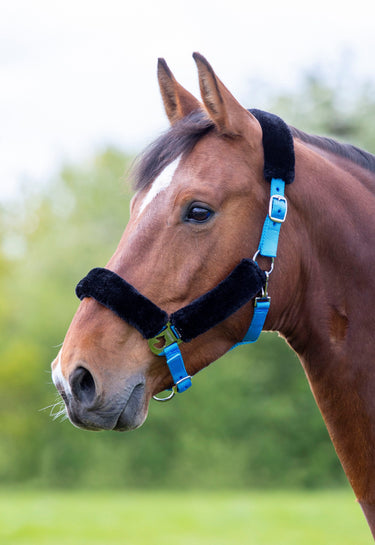 Buy Shires Fleece Lined Headcollar | Online for Equine