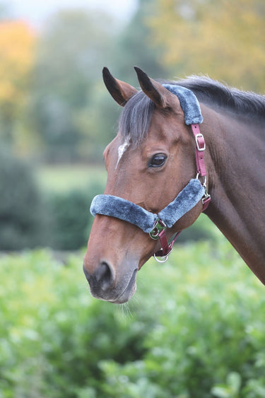 Buy Shires Fleece Lined Headcollar | Online for Equine