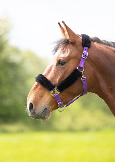 Buy Shires Fleece Lined Headcollar | Online for Equine