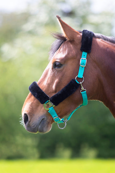 Buy Shires Fleece Lined Headcollar | Online for Equine