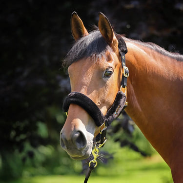 Buy Shires ARMA Faux Fur Headcollar & Lead Rope | Online for Equine