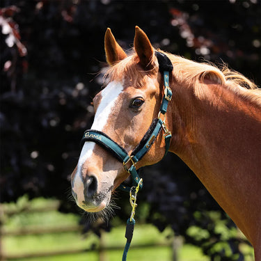 Buy Shires ARMA Logo Headcollar & Lead Rope | Online for Equine