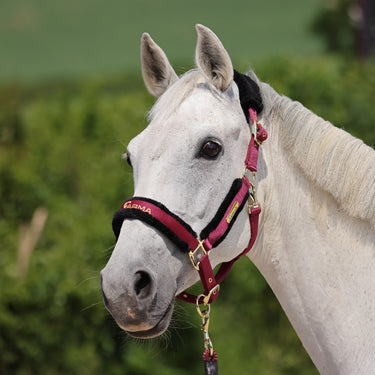 Buy Shires ARMA Logo Headcollar & Lead Rope | Online for Equine