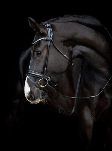 Buy Catago Shay Rolled Bridle | Online for Equine