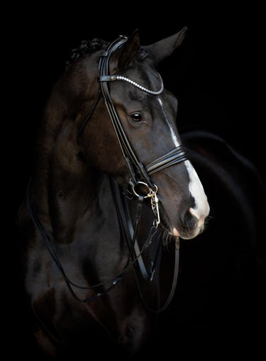 Buy Catago Double Rolled Bridle | Online for Equine