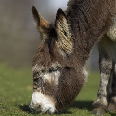 Buy Noisy Greeting Cards| Online for Equine