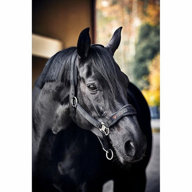 Buy Catago FIR-Tech Halter| Online for Equine