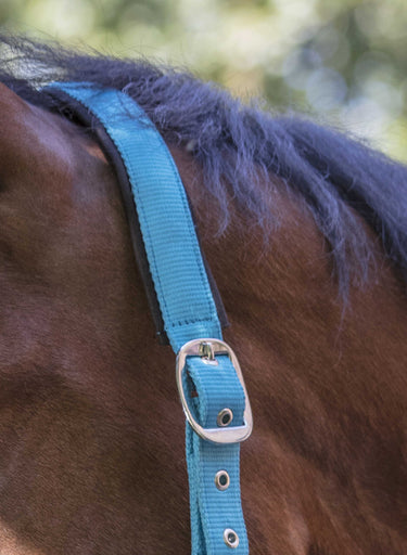 Norton Fluo Lined Headcollar