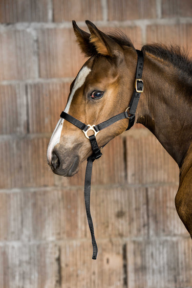 Norton Foal Headcollar & Lead Rope