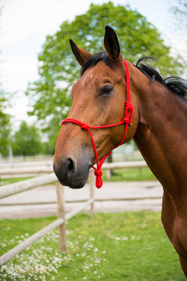 Norton First Cord Headcollar