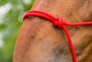 Norton First Cord Headcollar