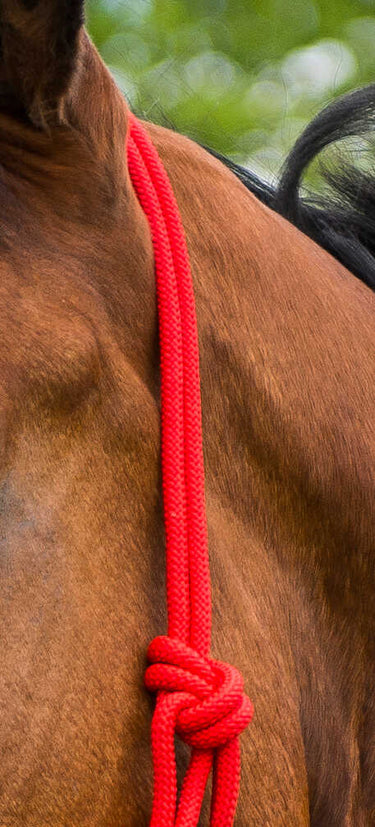 Norton First Cord Headcollar