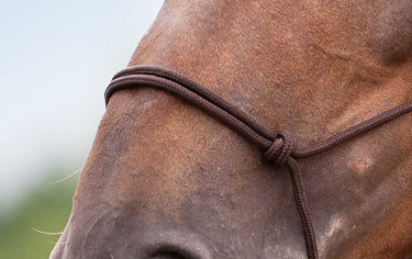 Norton Soft Ethological Headcollar