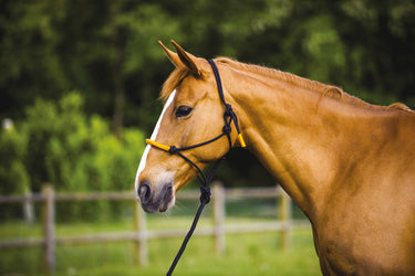Norton Fun Colour Ethological Headcollar & Lead Rope