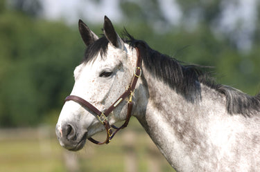 Norton Club Headcollar With Double Ajustment