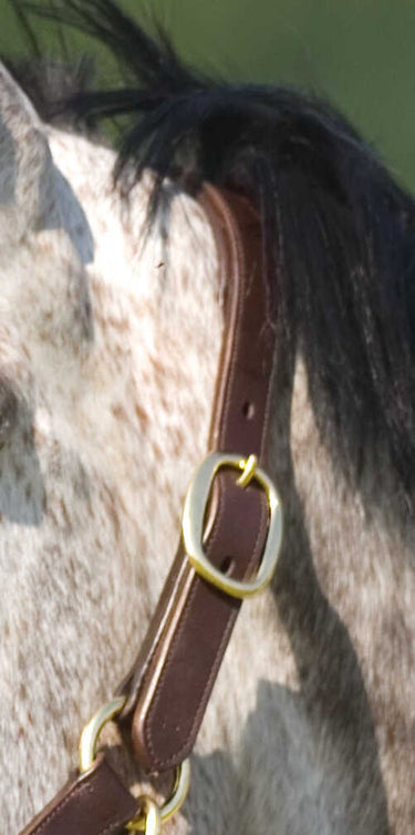 Norton Club Headcollar With Double Ajustment