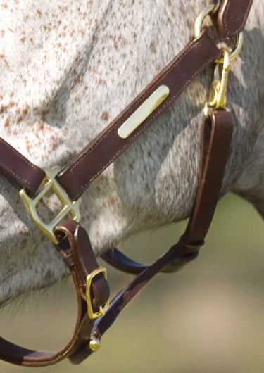 Norton Club Headcollar With Double Ajustment