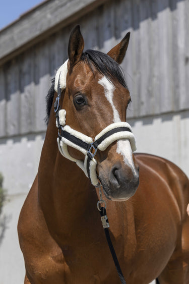 Norton Cosy Headcollar