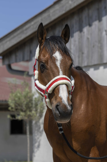 Norton Cosy Headcollar