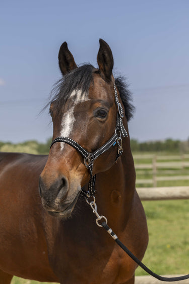 Norton Grooming Headcollar