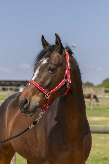Norton Grooming Headcollar
