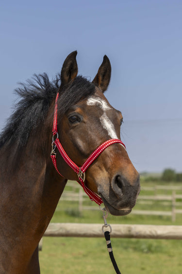 Norton Grooming Headcollar