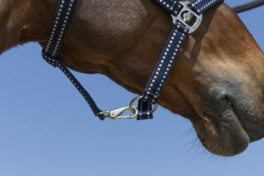 Norton Grooming Headcollar