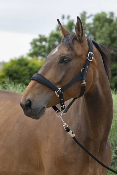 Norton Large Headcollar & Lead Rope