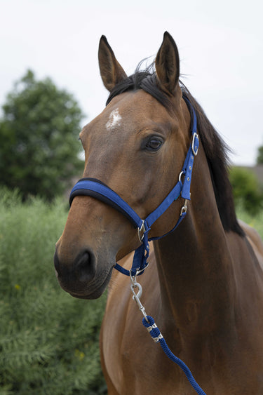 Norton Large Headcollar & Lead Rope