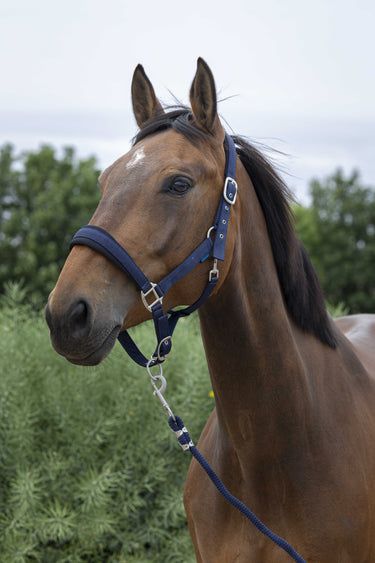 Norton Large Headcollar & Lead Rope