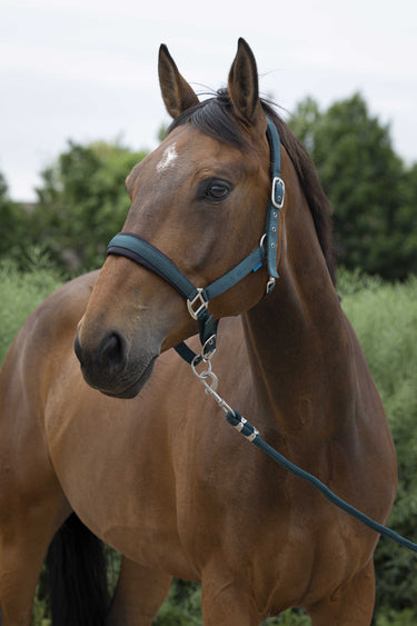 Norton Large Headcollar & Lead Rope