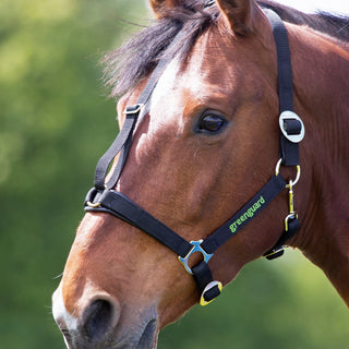 Buy Shires Greenguard Headcollar | Online for Equine