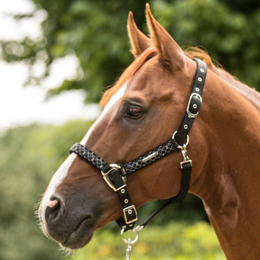 Lami-Cell Venus Headcollar
