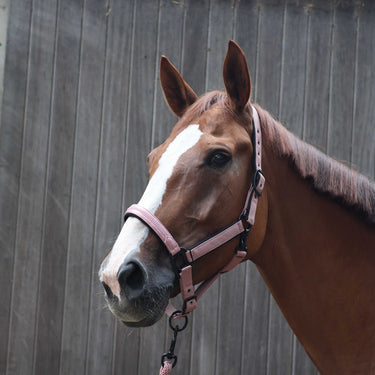 Lami-Cell Charming Headcollar